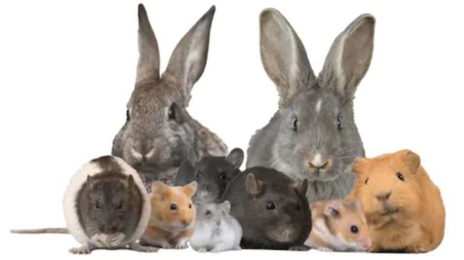 Мали животни