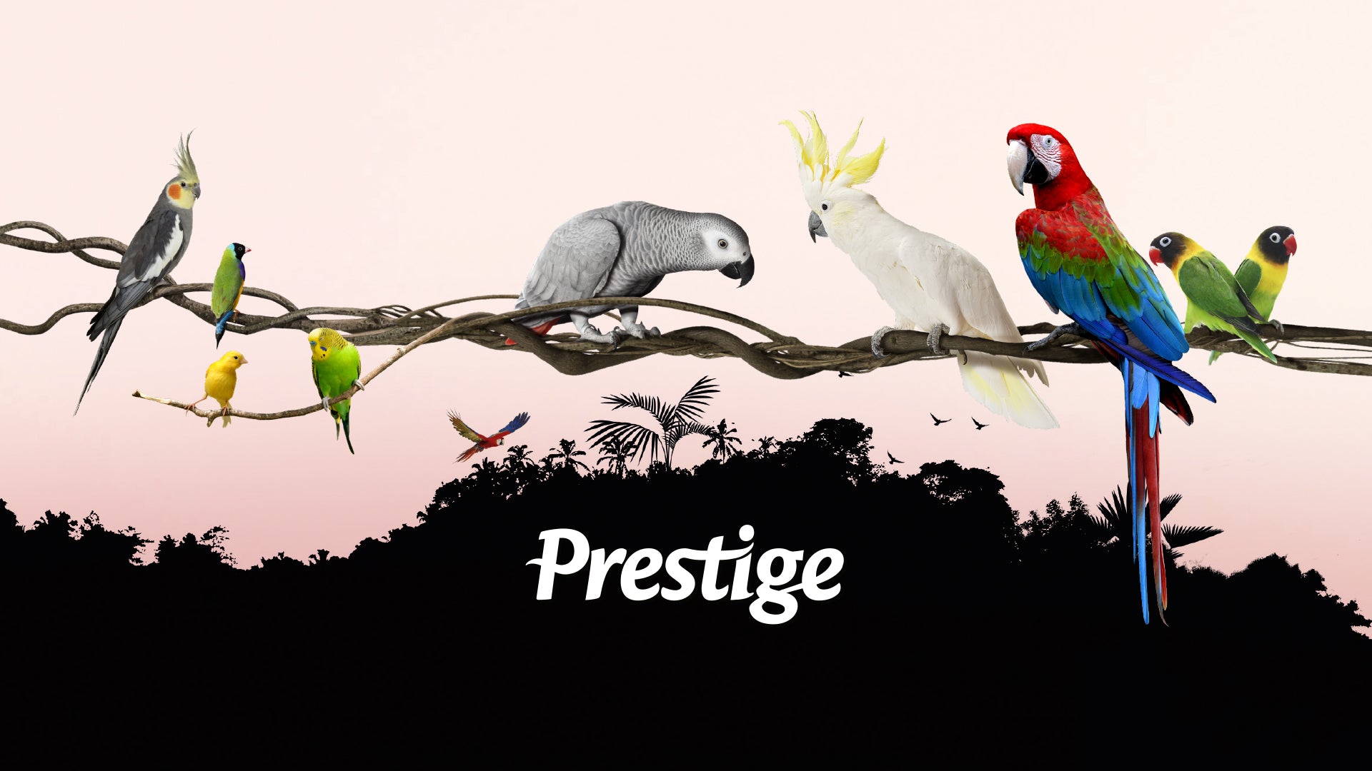 Prestige Premium