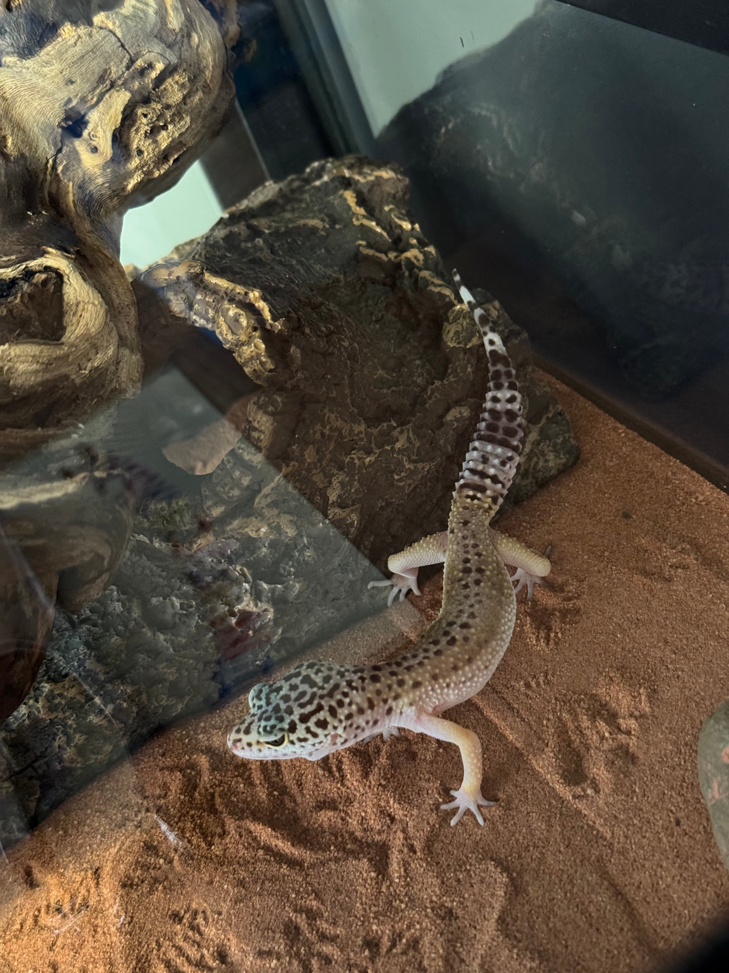 Leopard Gecko