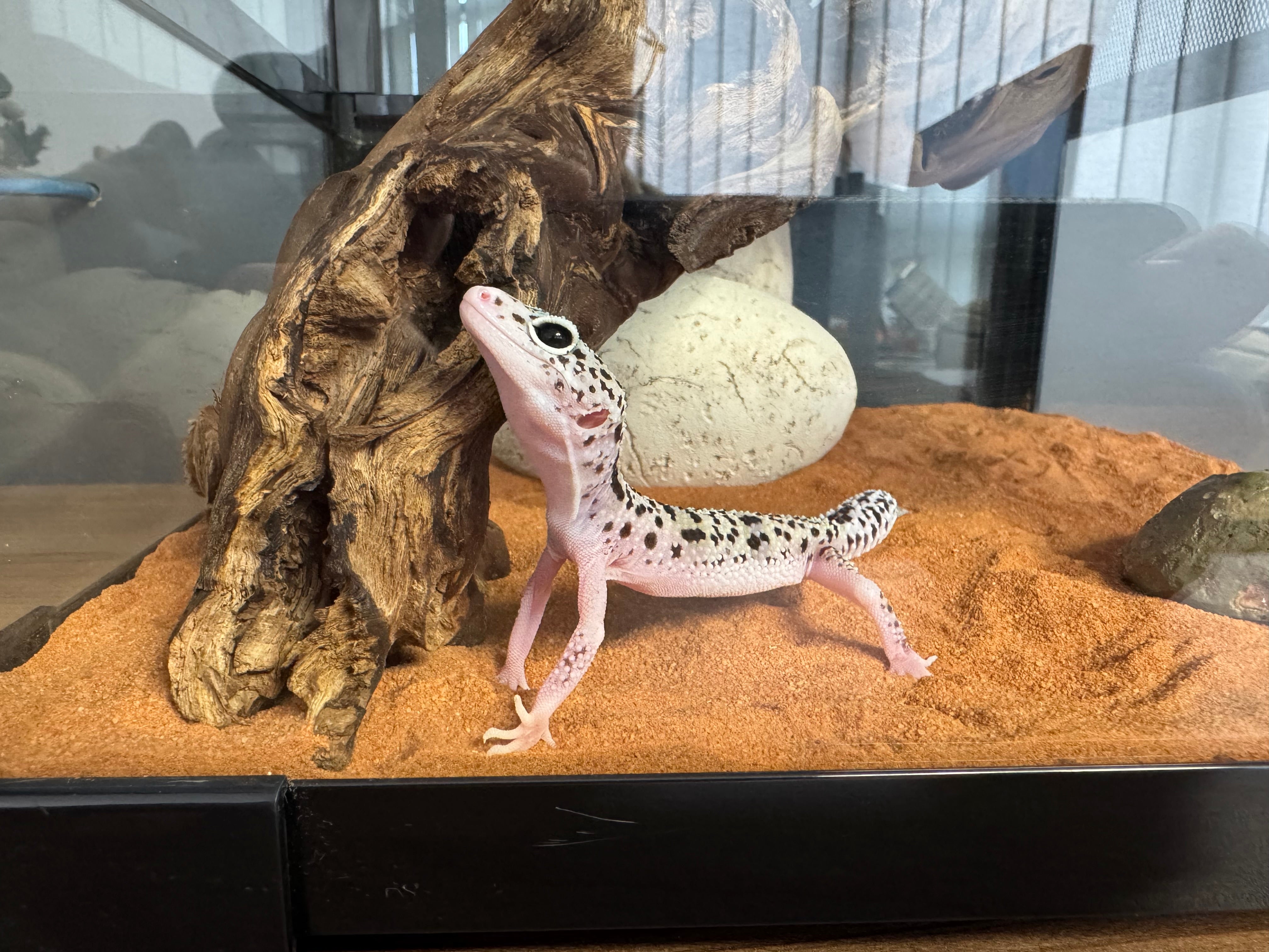 Leopard Gecko