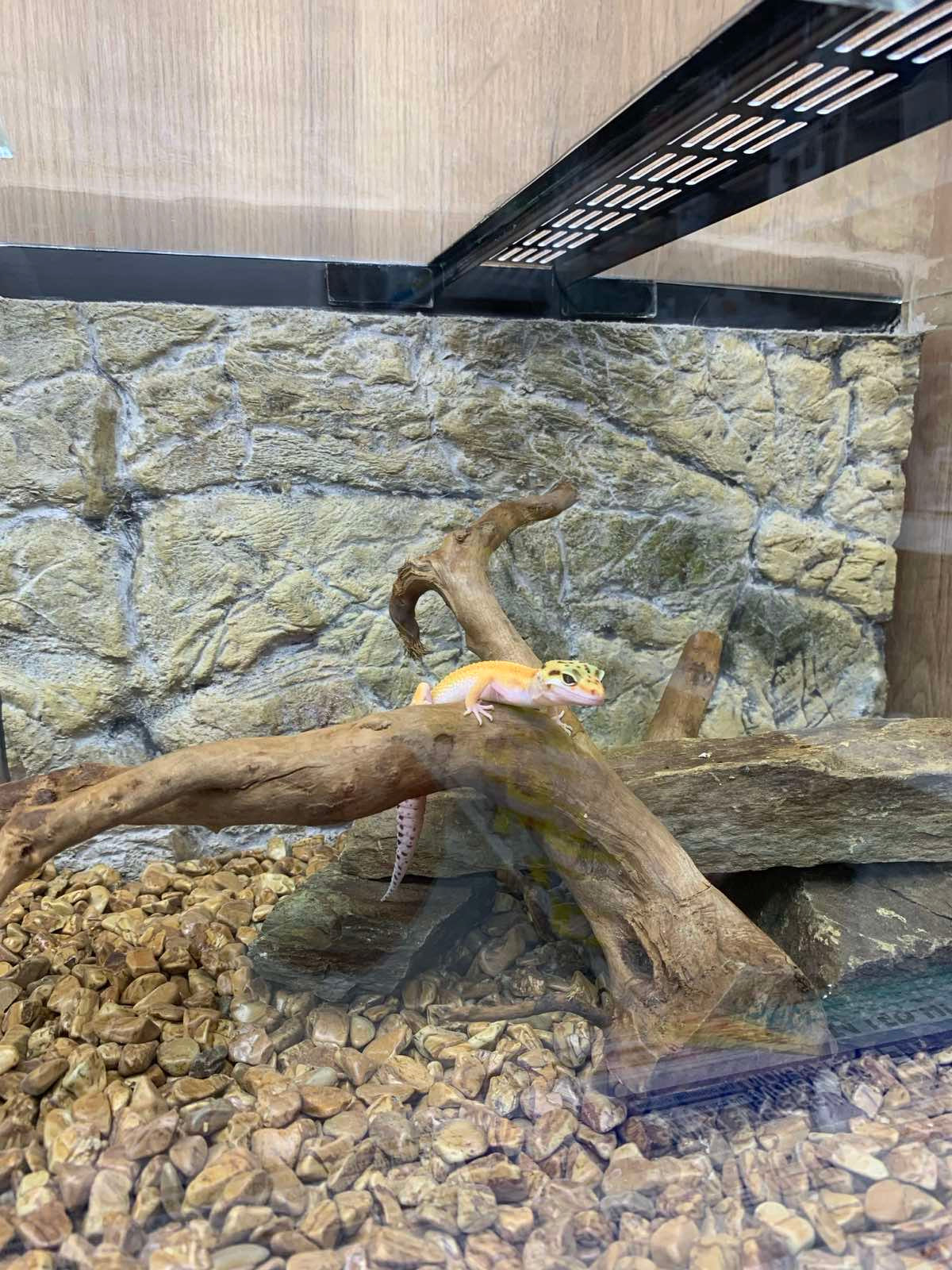 Leopard Gecko