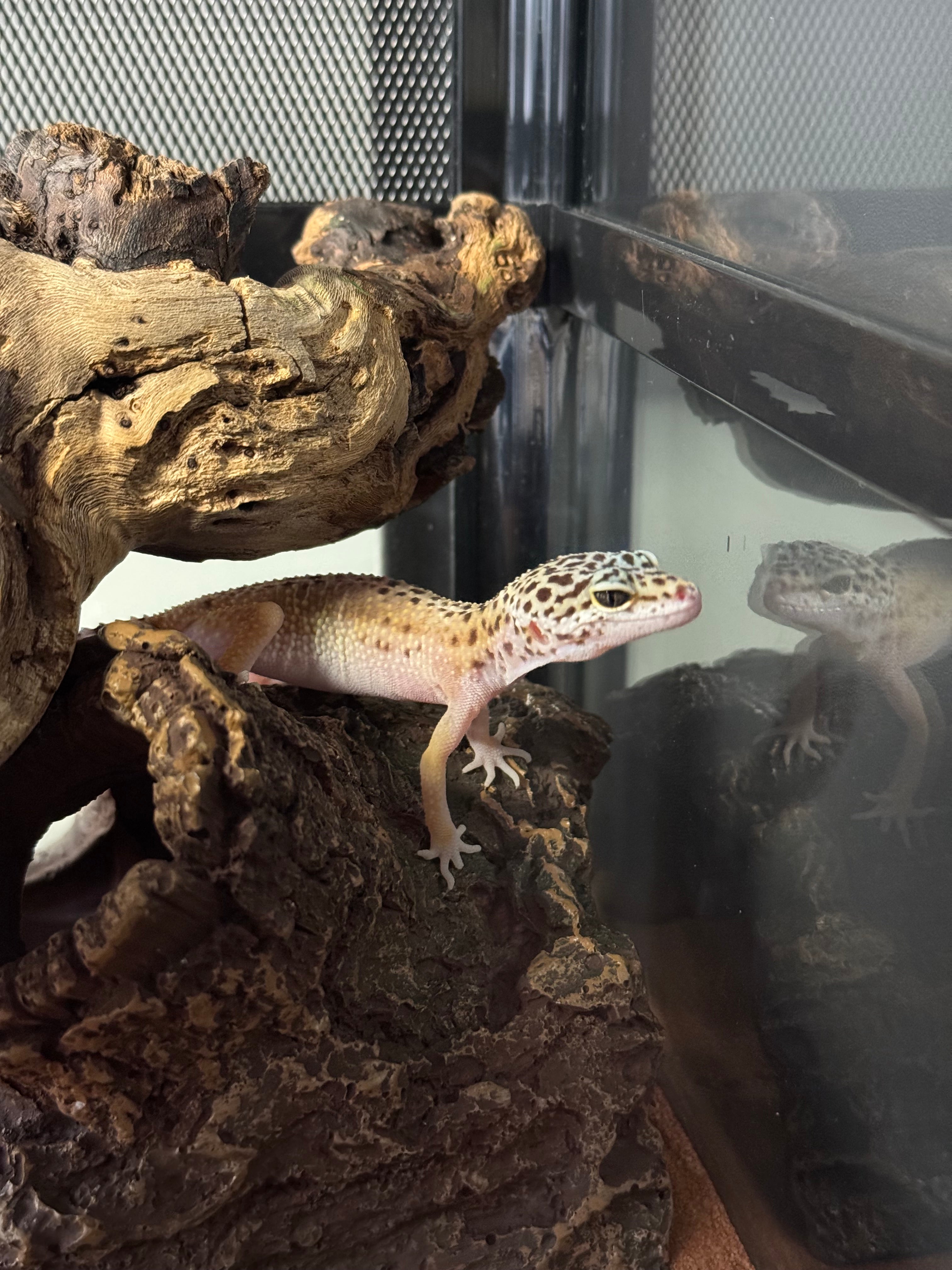 Leopard Gecko