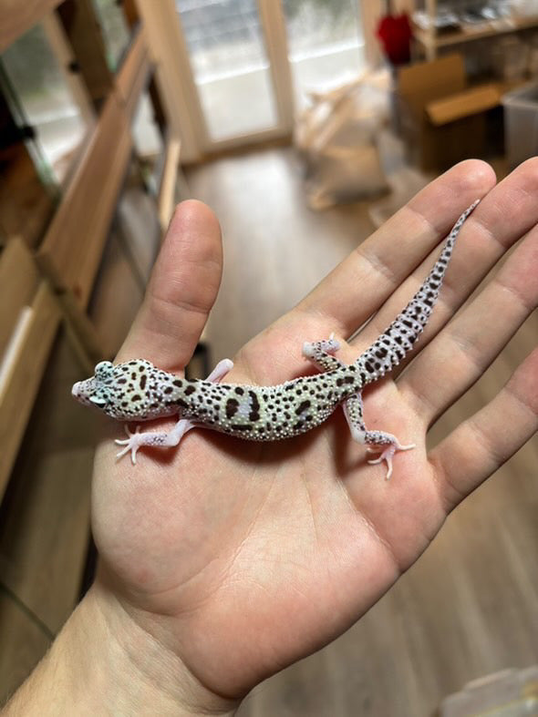 Leopard Gecko