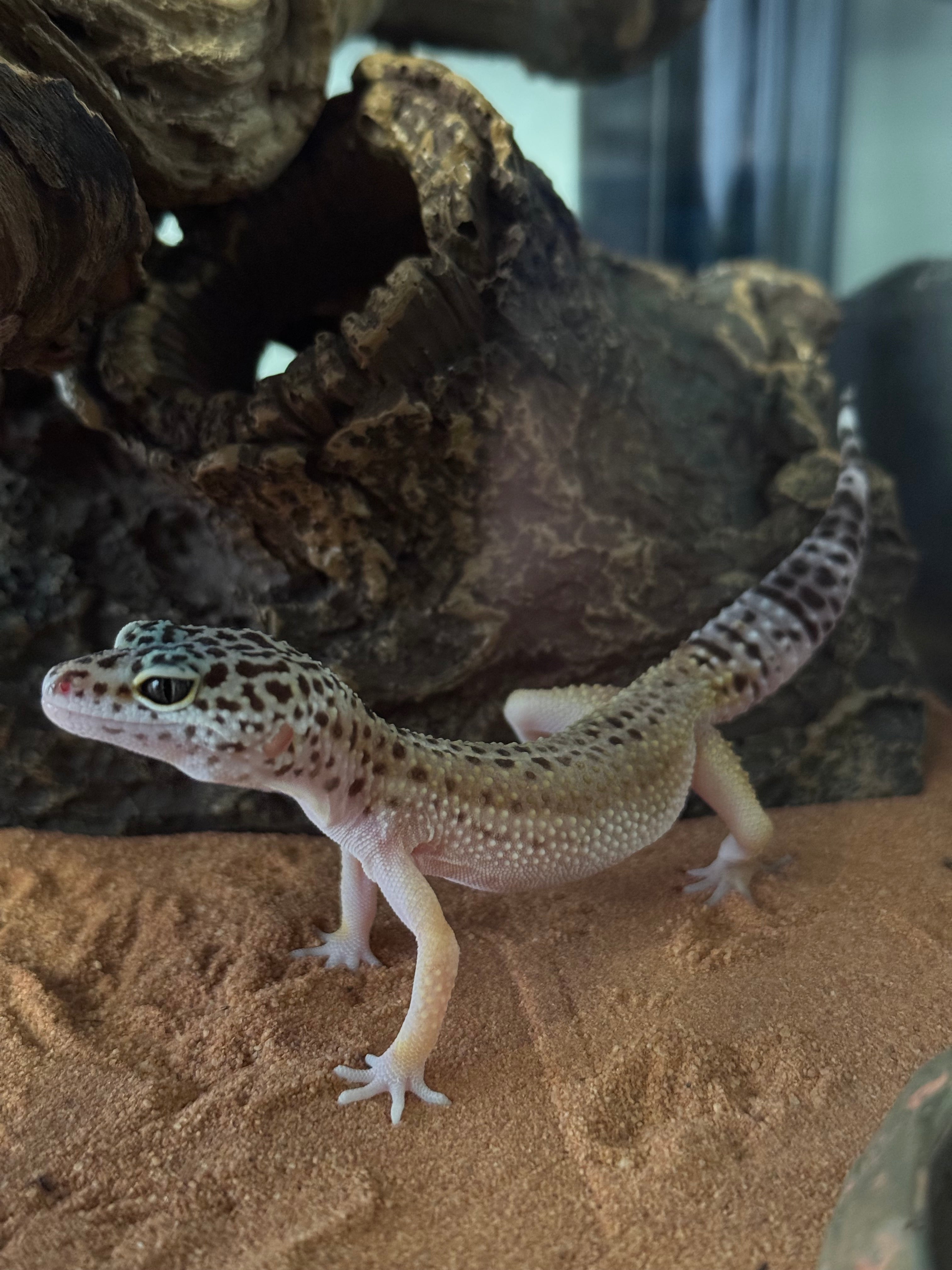 Leopard Gecko