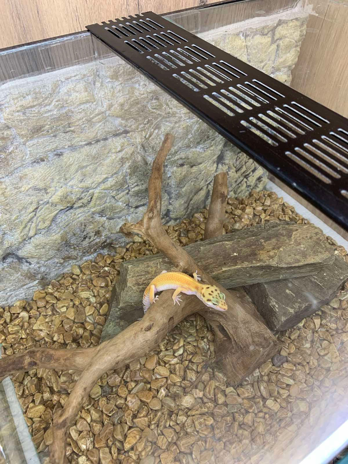 Leopard Gecko
