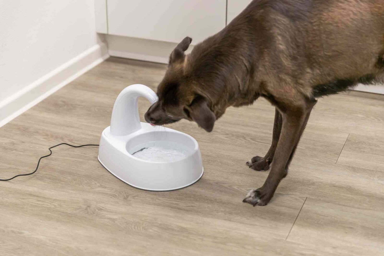 Drinking Fountain Curved Stream