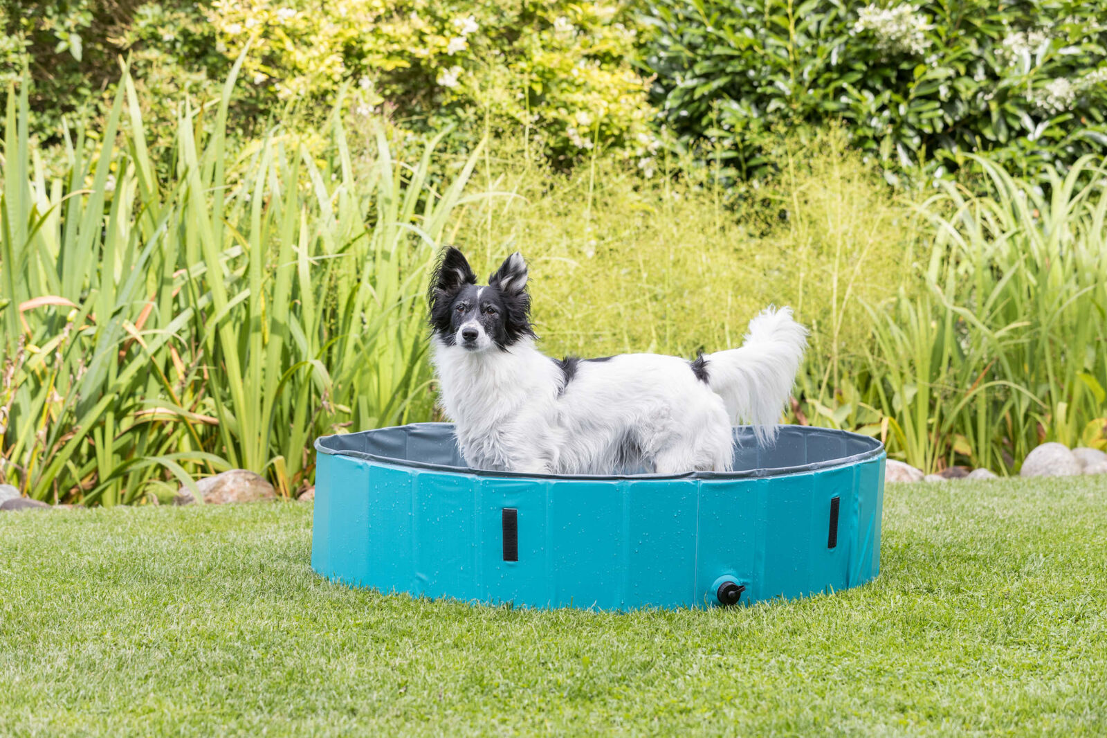 Dog Pool