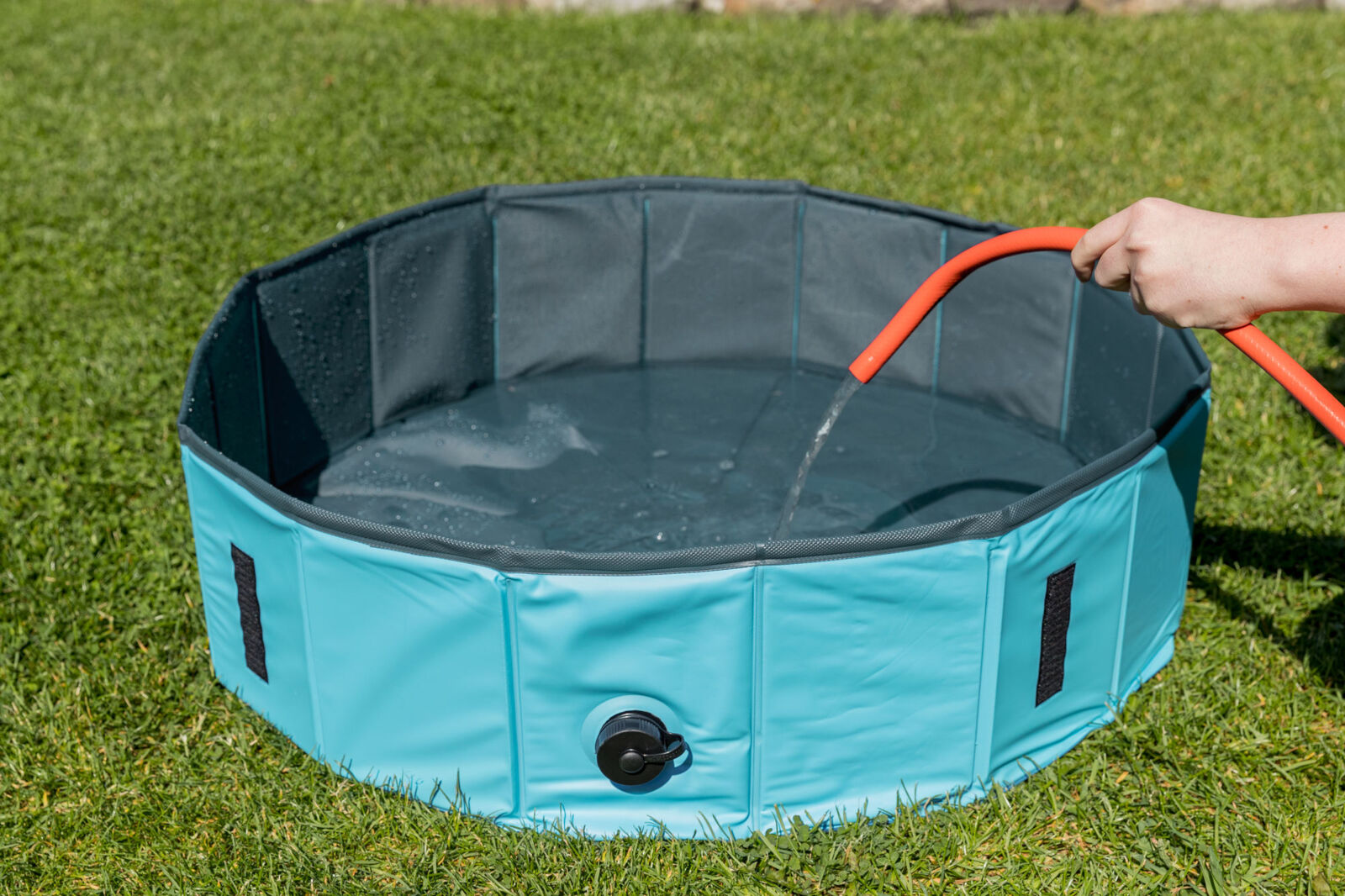Dog Pool