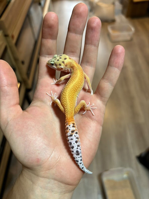 Leopard Gecko