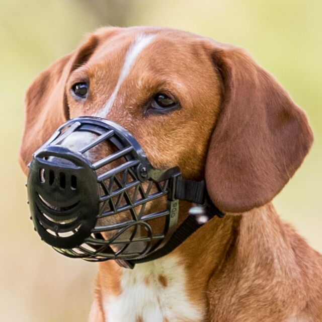 Muzzle