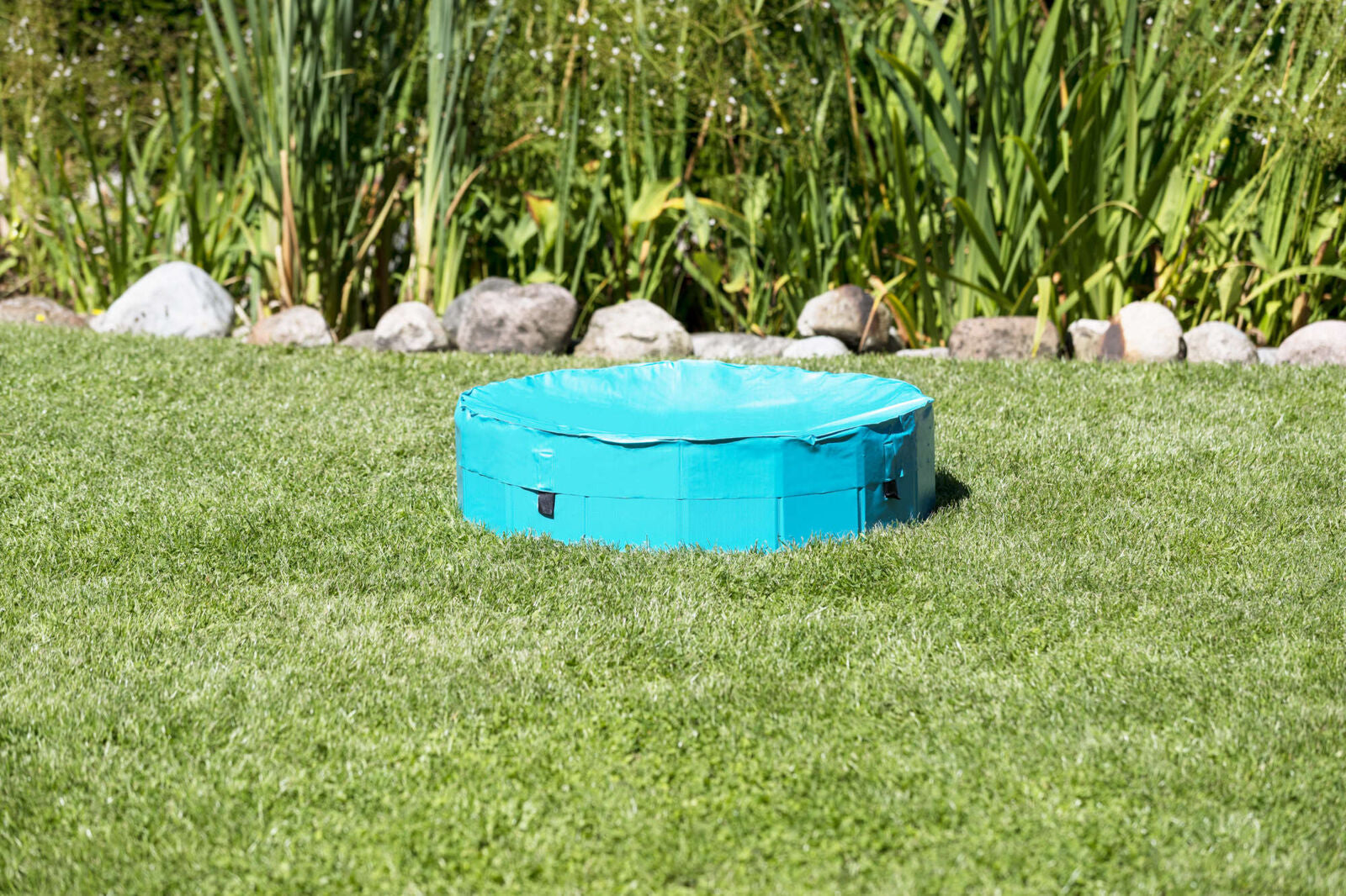 Dog Pool
