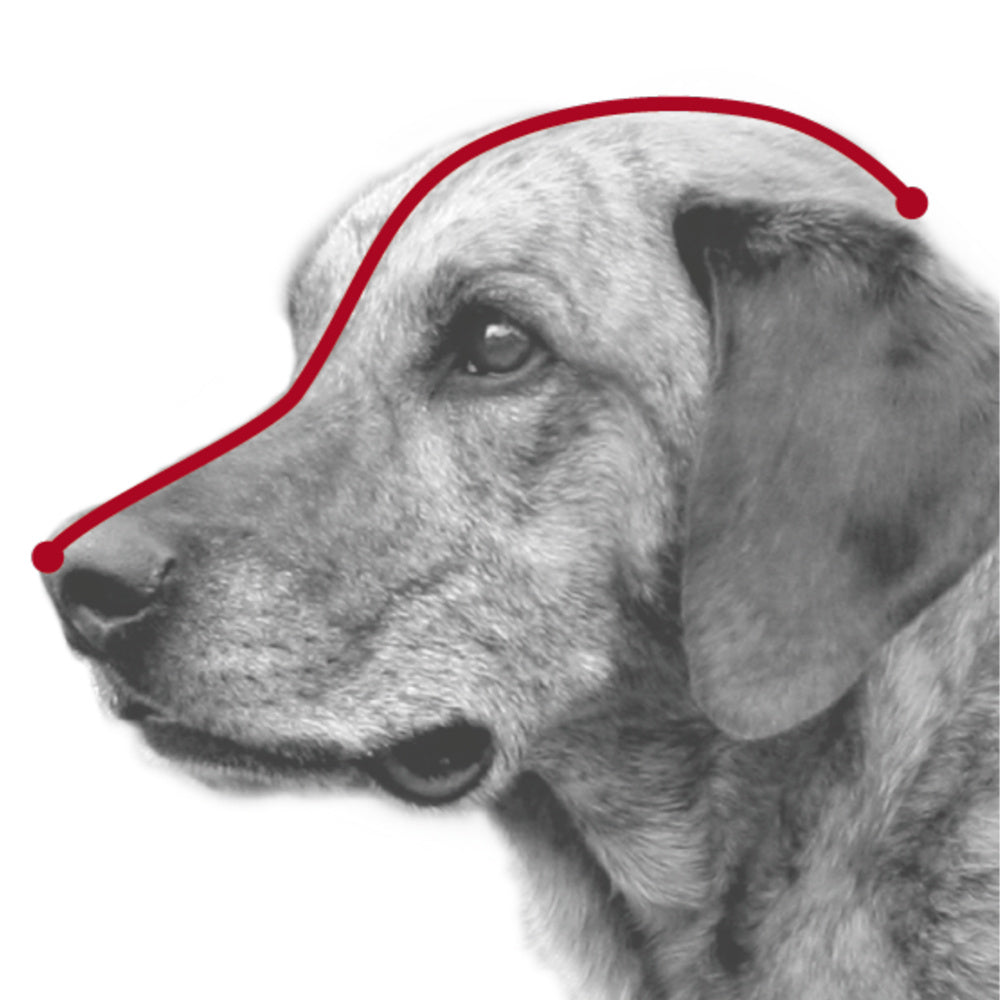 Muzzle